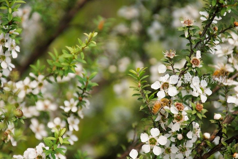 麦卢卡蜜蜂(Leptospermum scoparium)